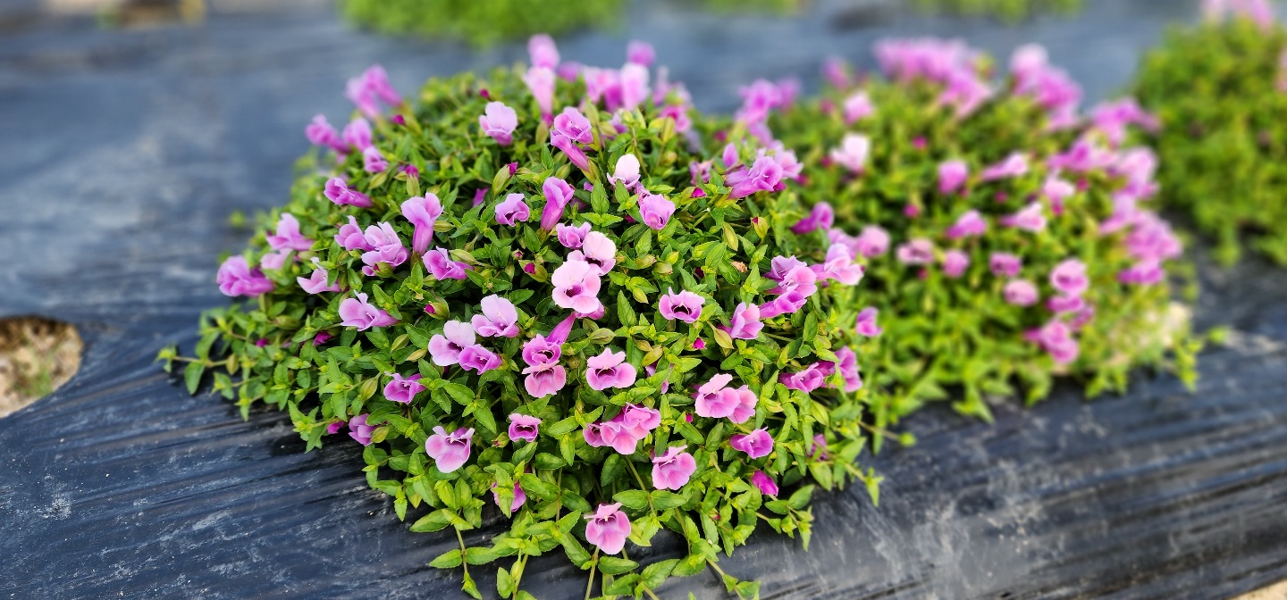 Torenia fournieri 'URI2022-46'